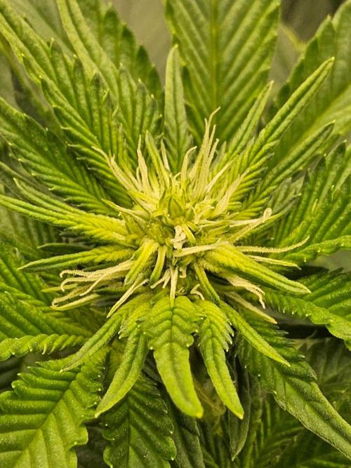 Mexican Sativa. Week 9