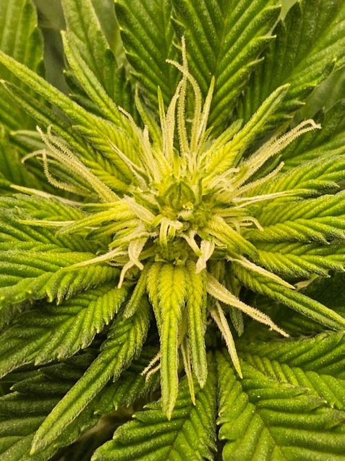 Mexican Sativa. Week 9