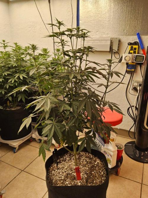 Regrow of Cheesus. Week 9