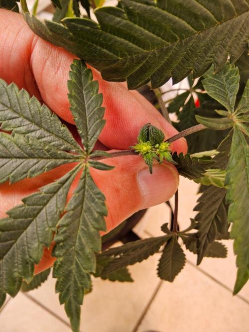 Regrow of Cheesus. Week 9