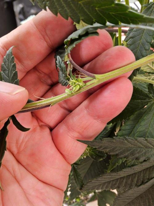 Regrow of Cheesus. Week 9