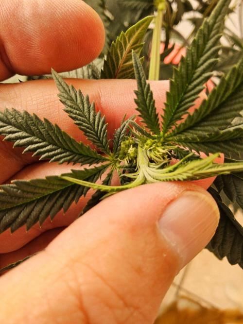 Regrow of Cheesus. Week 9