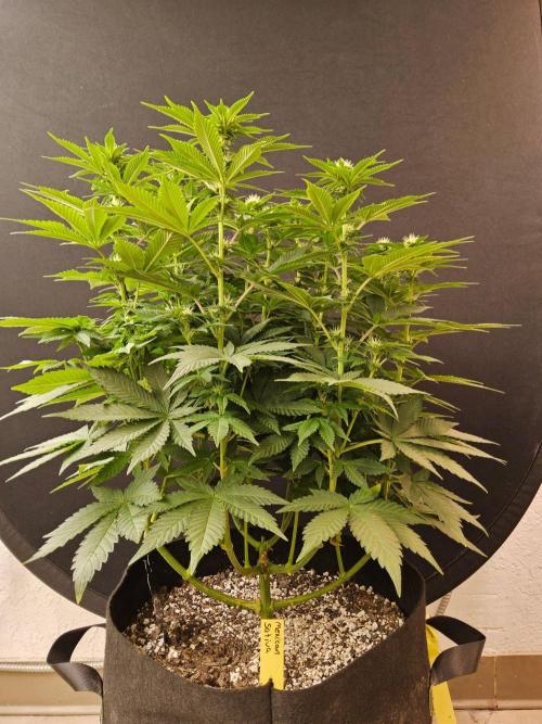 Mexican Sativa. Week 10