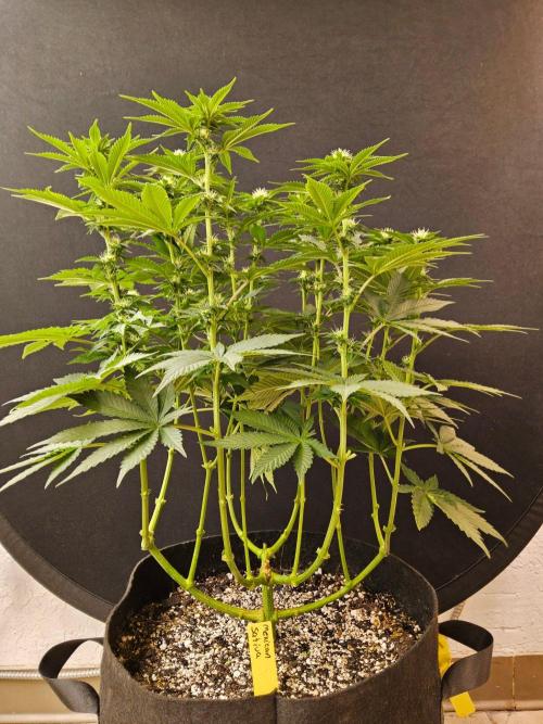 Mexican Sativa. Week 10