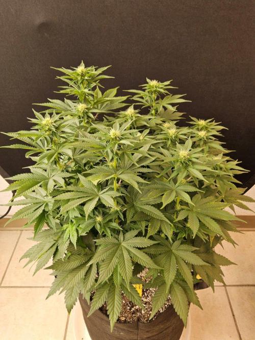 Mexican Sativa. Week 10