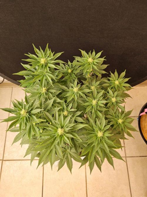 Mexican Sativa. Week 10