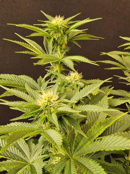 Mexican Sativa. Week 10