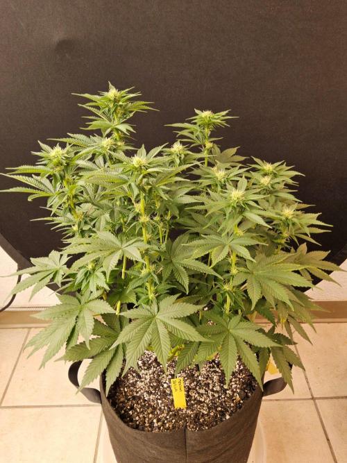Mexican Sativa. Week 10
