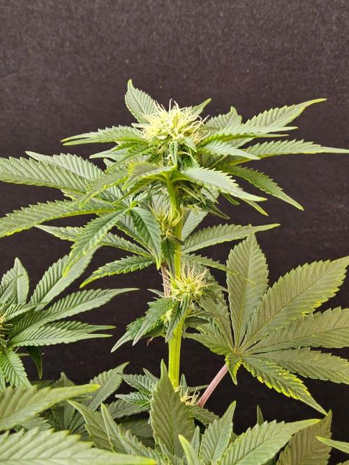 Mexican Sativa. Week 10