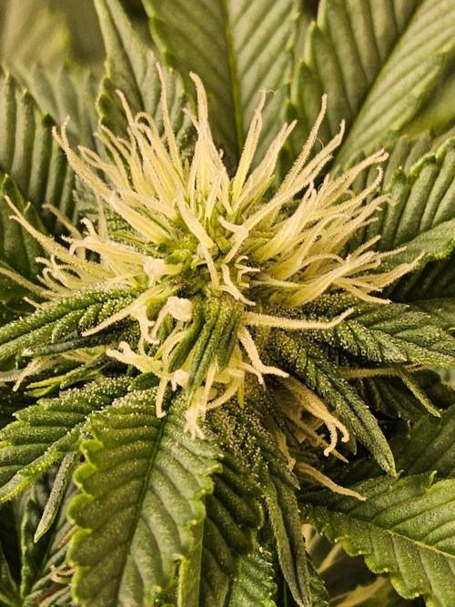 Mexican Sativa. Week 10