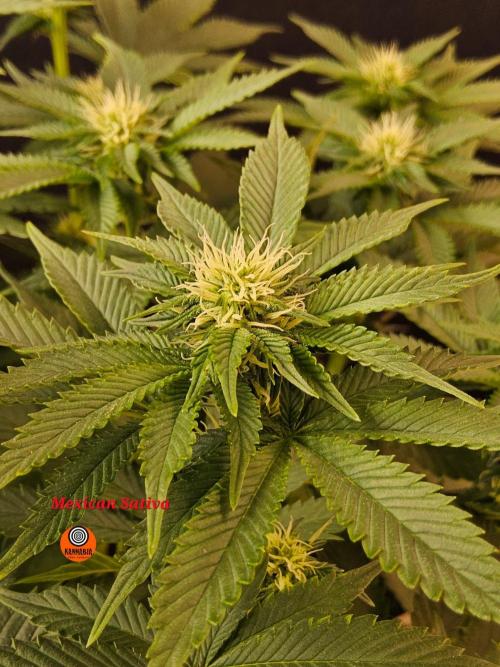 Mexican Sativa. Week 10