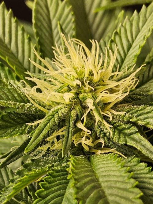 Mexican Sativa. Week 10
