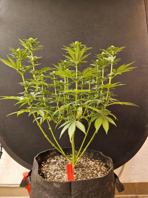 Mexican Sativa. Week 10