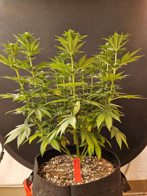 Mexican Sativa. Week 10