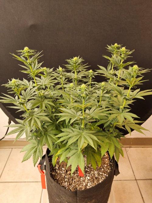 Mexican Sativa. Week 10