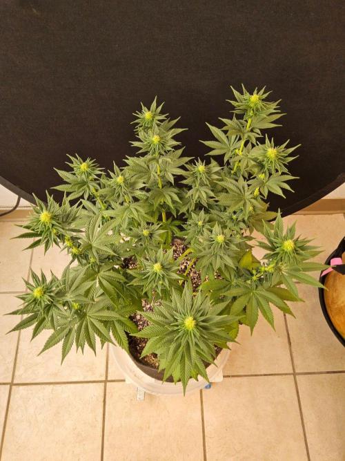 Mexican Sativa. Week 10