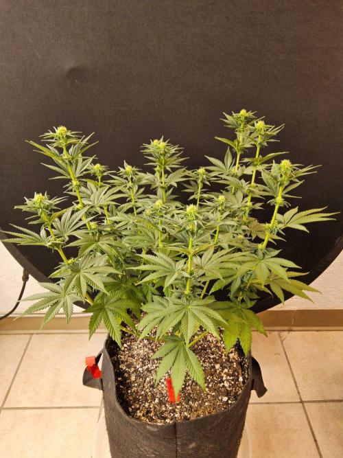 Mexican Sativa. Week 10