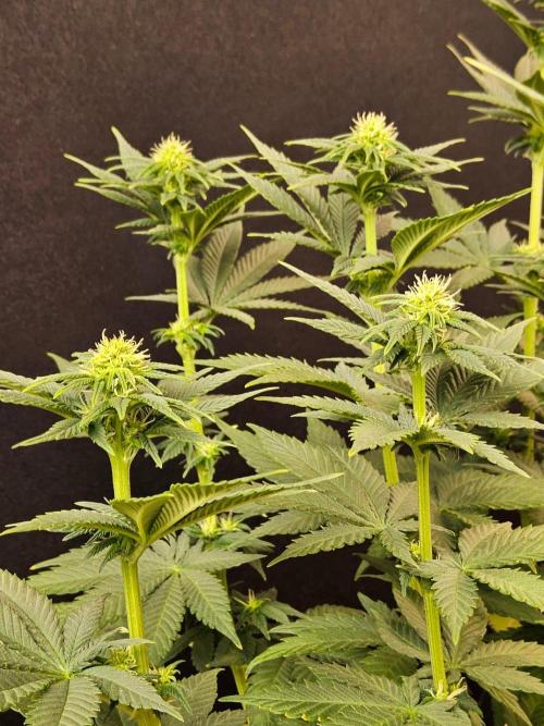 Mexican Sativa. Week 10