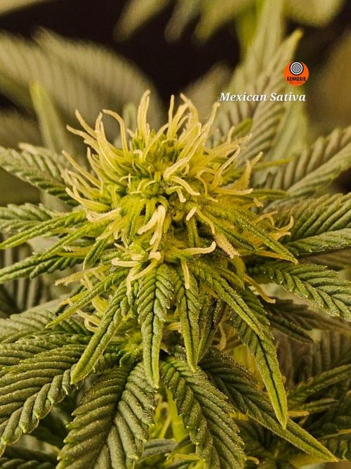 Mexican Sativa. Week 10
