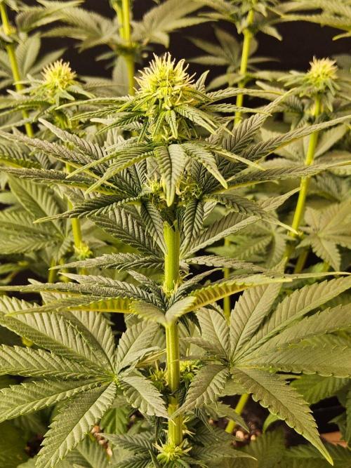 Mexican Sativa. Week 10