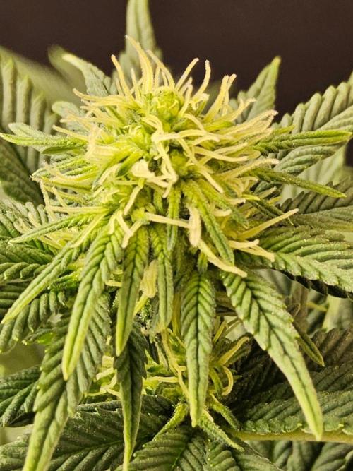 Mexican Sativa. Week 10