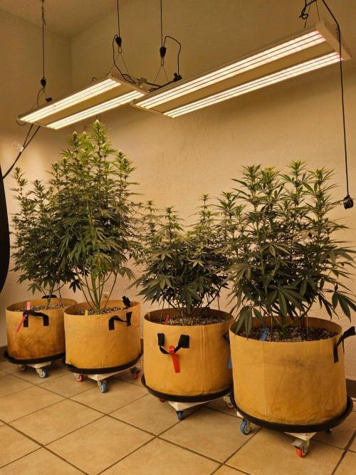 Mexican Sativa. Week 10