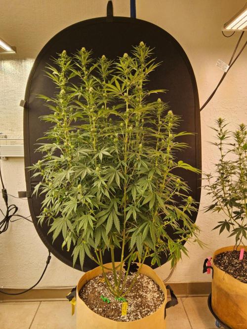 Amnesia go fast. Week 10