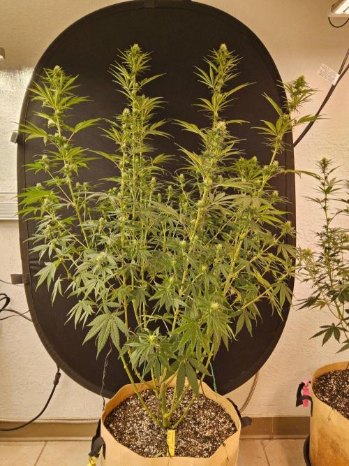 Amnesia go fast. Week 10