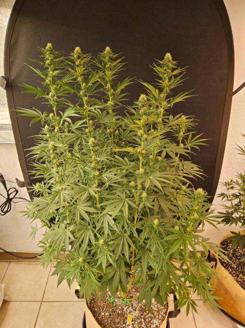 Amnesia go fast. Week 10