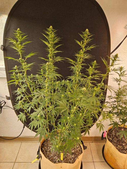 Amnesia go fast. Week 10