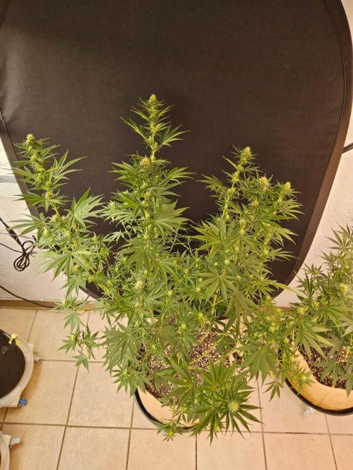 Amnesia go fast. Week 10