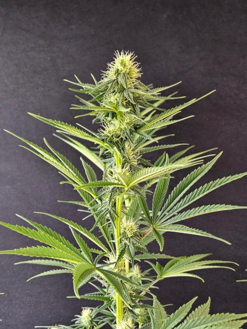 Amnesia go fast. Week 10