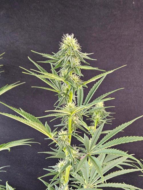 Amnesia go fast. Week 10