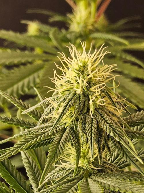 Amnesia go fast. Week 10