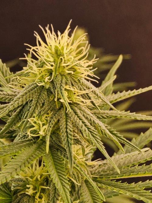 Amnesia go fast. Week 10