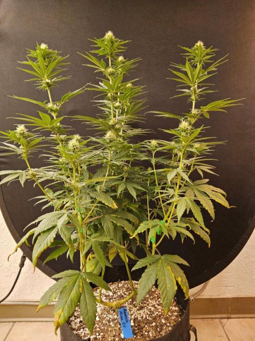Amnesia go fast. Week 10