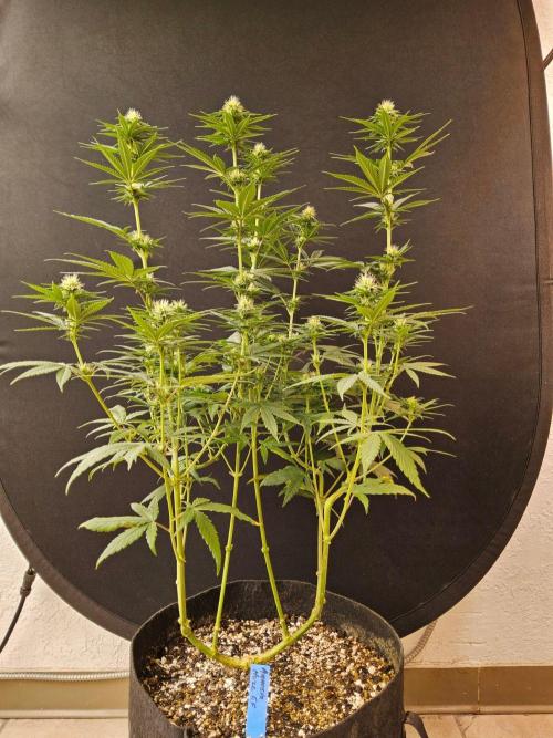 Amnesia go fast. Week 10