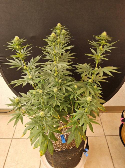 Amnesia go fast. Week 10