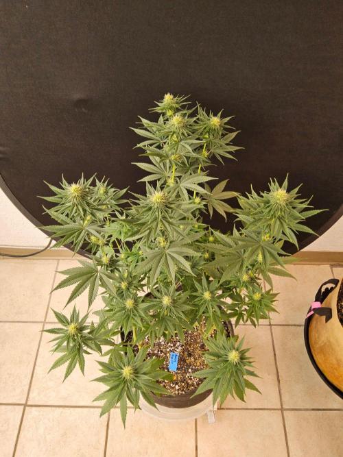 Amnesia go fast. Week 10