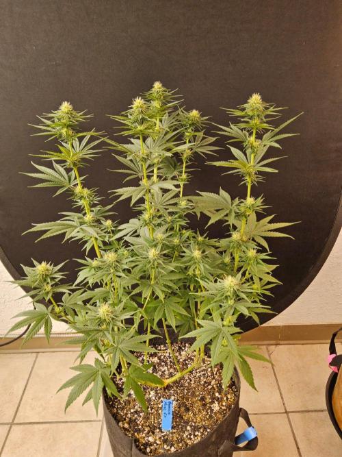 Amnesia go fast. Week 10
