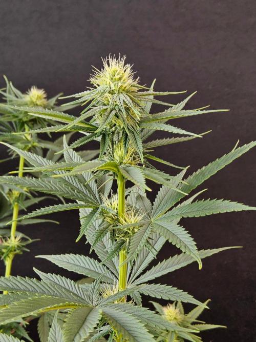 Amnesia go fast. Week 10