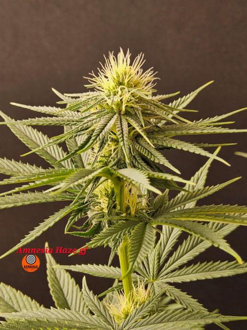 Amnesia go fast. Week 10