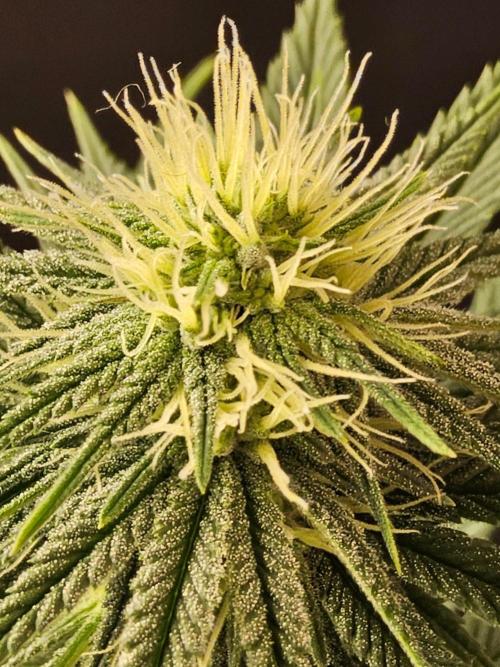 Amnesia go fast. Week 10