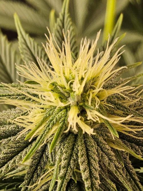 Amnesia go fast. Week 10