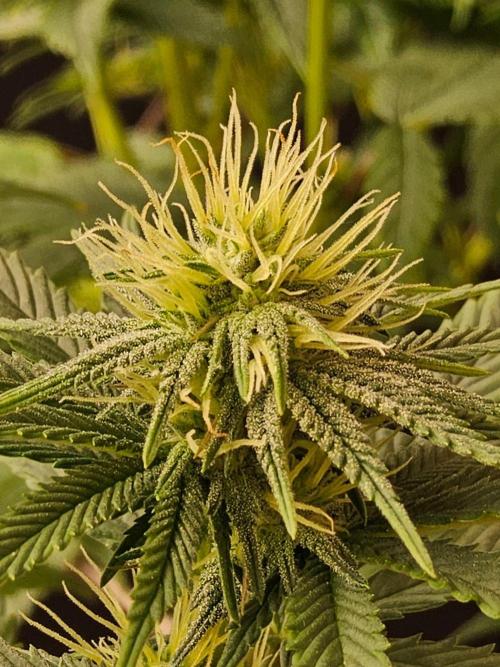 Amnesia go fast. Week 10