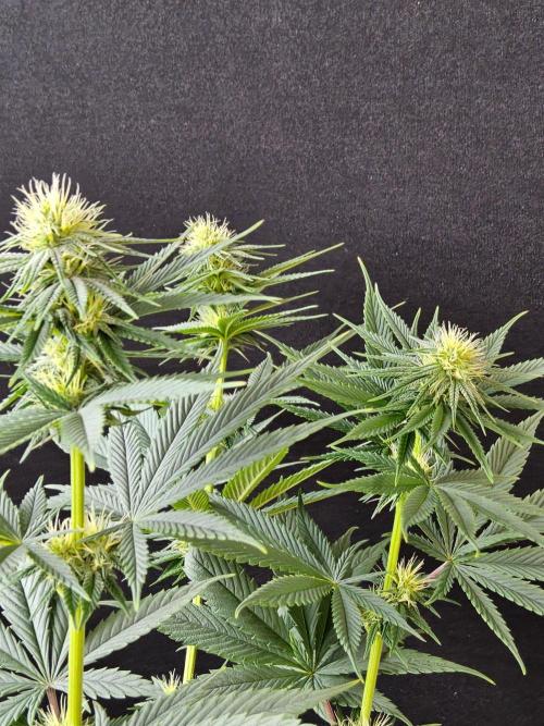 Amnesia go fast. Week 10