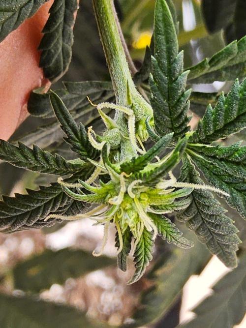 Regrow of Cheesus. Week 10