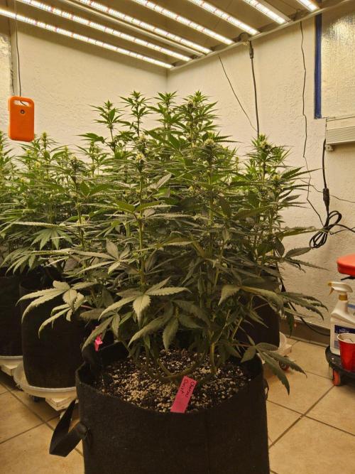 Regrow of Cheesus. Week 10