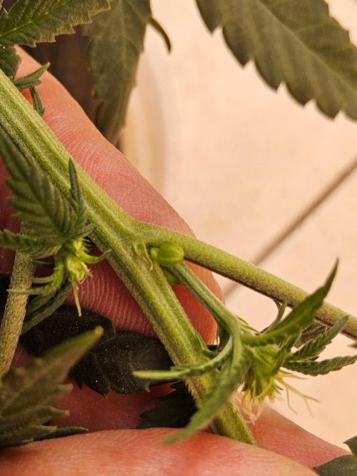 Regrow of Cheesus. Week 10
