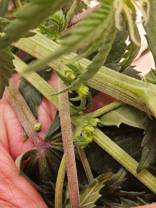 Regrow of Cheesus. Week 10